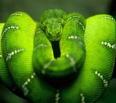pic for green tree snake 